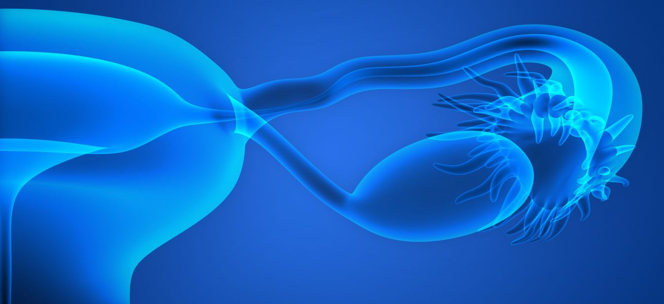 nutrition image